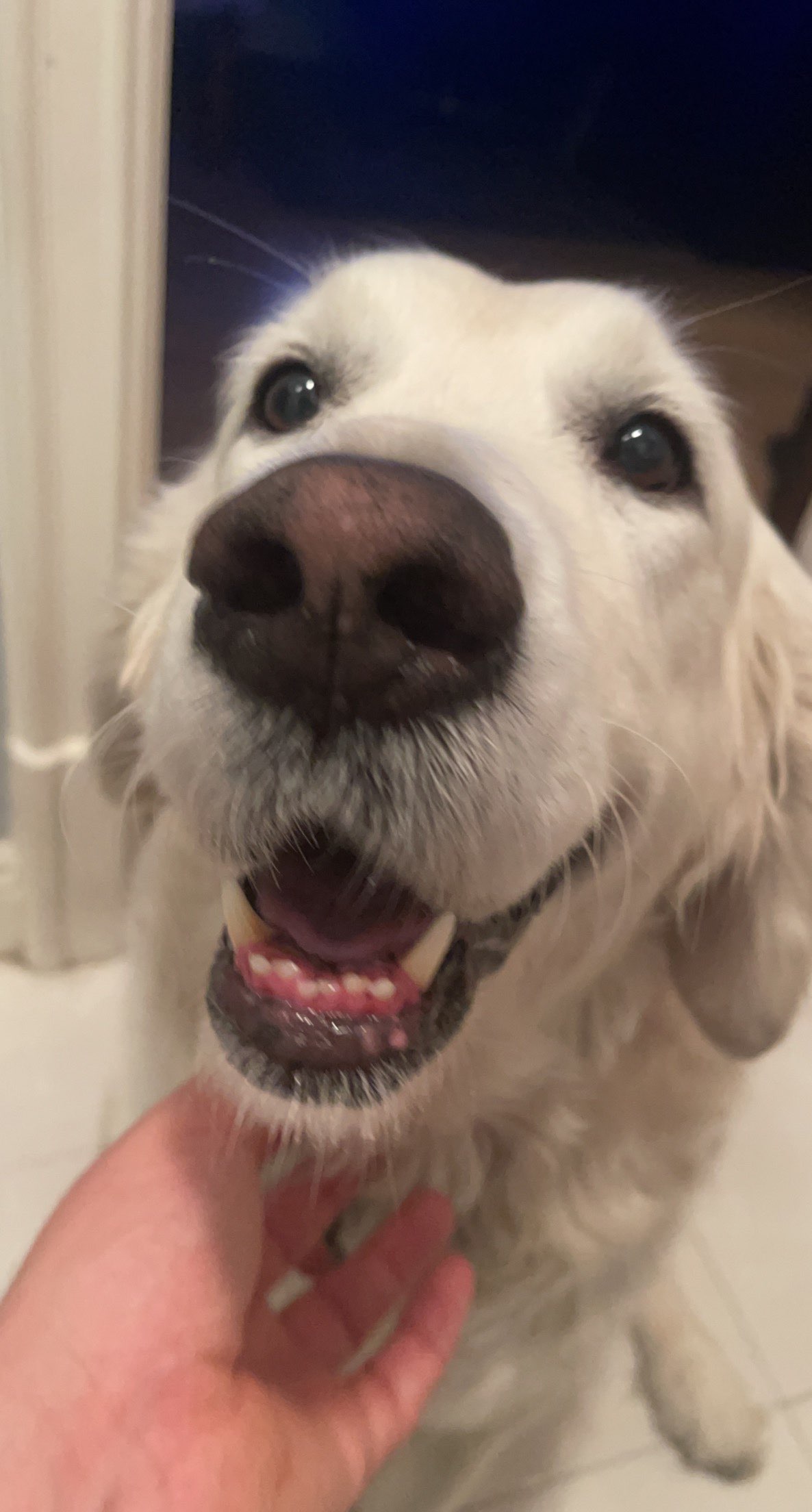 Simba smiling