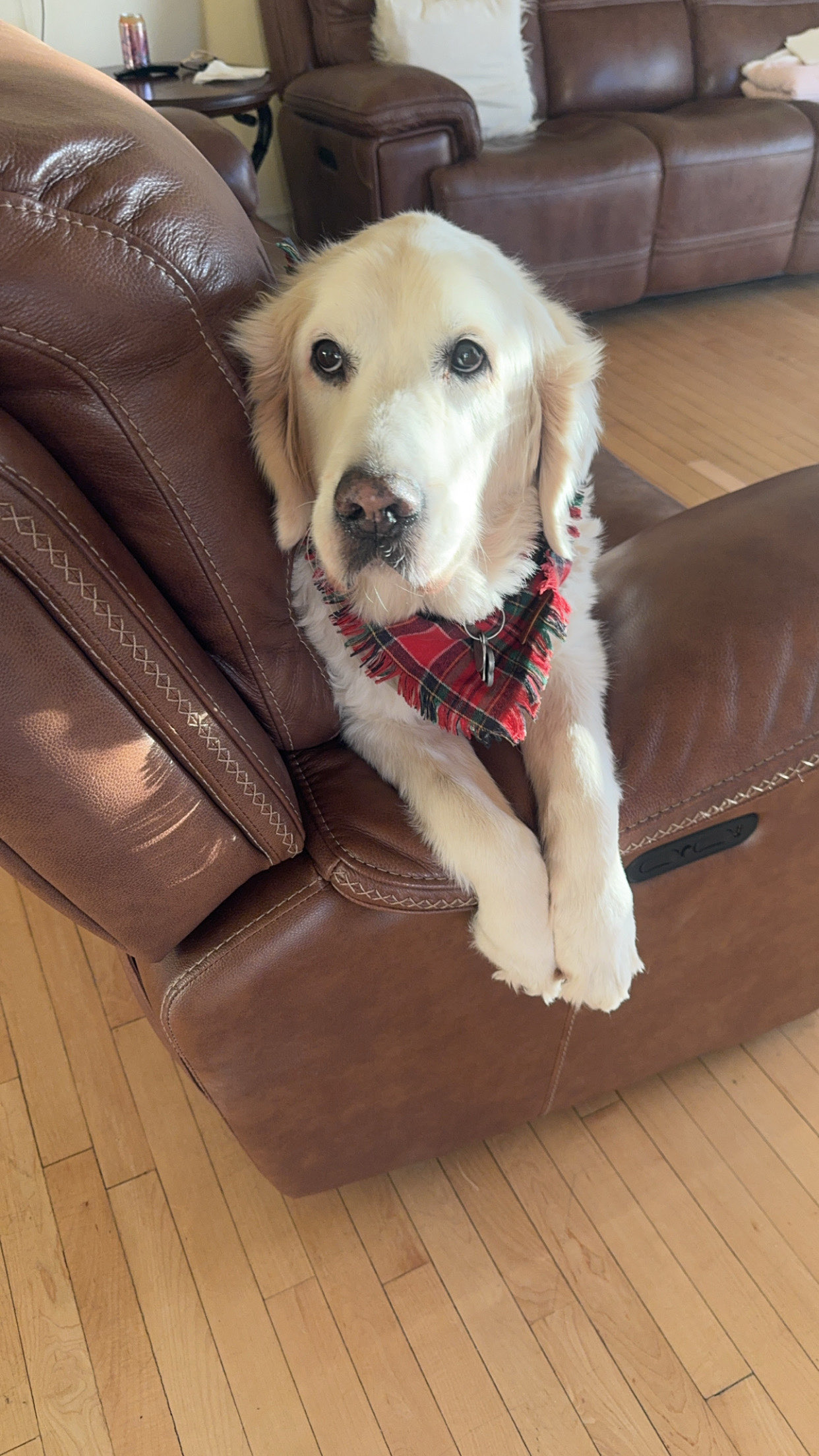 Simba, with his soft cream coat and red plaid bandana